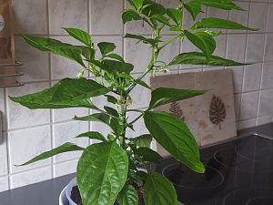 Habanero