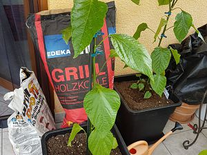 24.05.18 Aji Amarillo