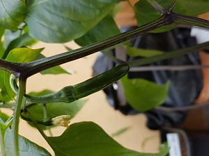 24.05.18 Jalapeno Summer Heat Frucht