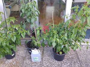 Aji White Fantasy, Serrano rot und Habanero