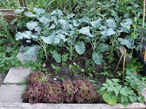 Broccoli, Rote Beete, Lollo Rosso, Bohnen