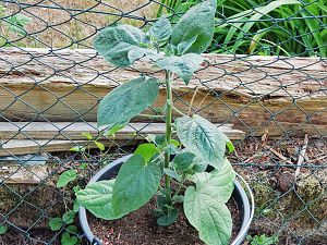 Physalis Kapstachelbeere