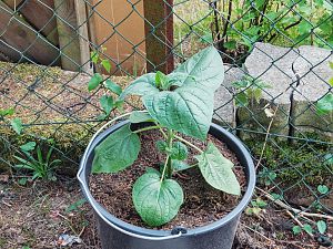 Physalis Kapstachelbeere