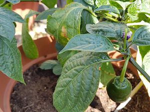 Large Red Rocoto in progress