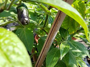 Large Red Rocoto