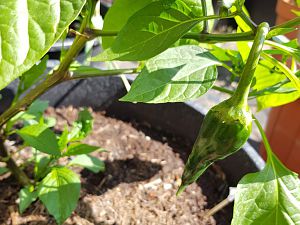 Early Jalapeno