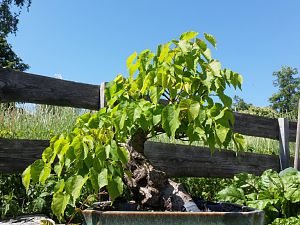 Bonsai Linde