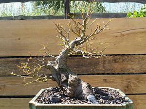 Bonsai Linde