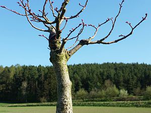 Bonsai Linde