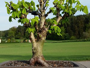 Bonsai Kastanie