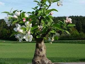 Bonsai Zierapfel 'Malus evereste'