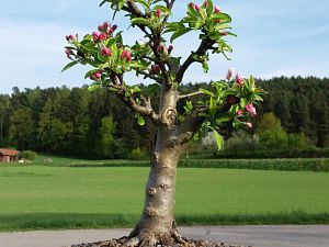 Bonsai Zierapfel 'Golden Hornet'