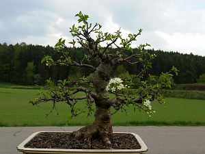 Bonsai Steinweichsel