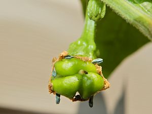 Scotch Bonnet Freeport Orange