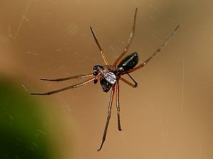 Spinne