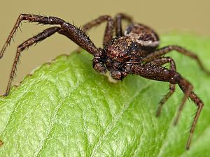 Bark Crab Spider