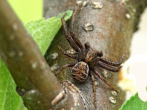 Bark Crab Spider