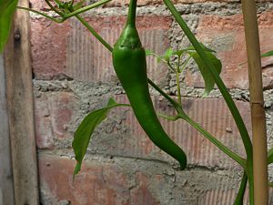 Yellow Cayenne