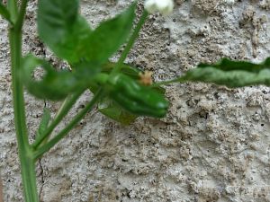 Pimientos de Padron