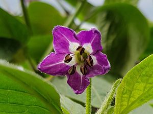 Rocoto Giant Blüte Groß 02