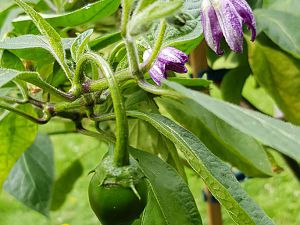 Rocoto Giant Blüte Und Frucht Groß 01