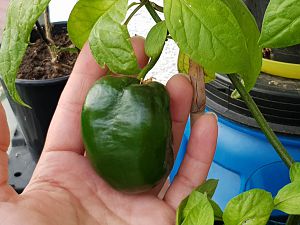 Rocoto Arequipe