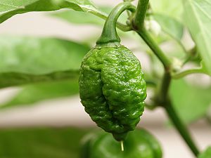 Scotch Bonnet Brain