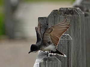 Eastern Kingbird / Königstyrann