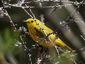 Yellow warbler / Goldwaldsänger