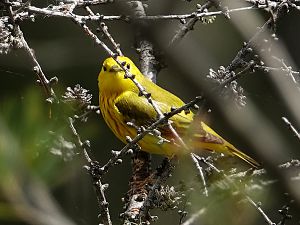 Yellow warbler / Goldwaldsänger