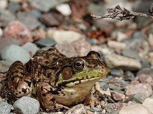 Green Frog / Goldener Laubfrosch