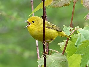 Yellow warbler / Goldwaldsaenger