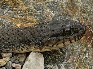 Watersnake