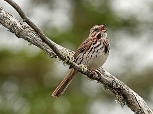 Song sparrow / Singammer