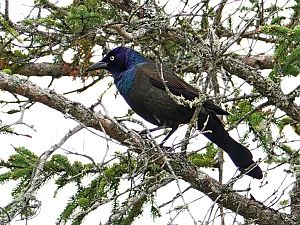 Grackle / Grackel