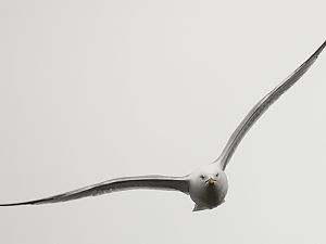 Ring-billed gull / Ringschnabelmöwe