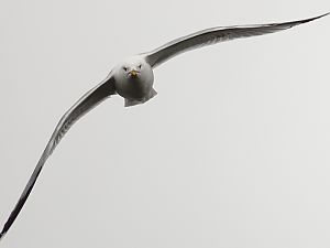 Ring-billed gull / Ringschnabelmöwe