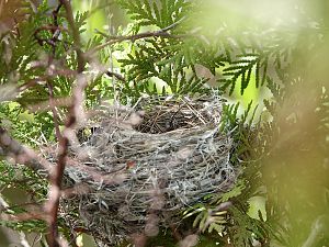 Nest