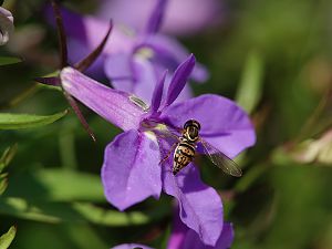 Schwebfliege auf Lobelienblüte