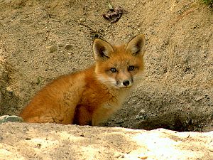 Fuchs vor seinem Bau