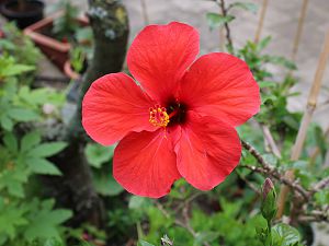 Hibiskus