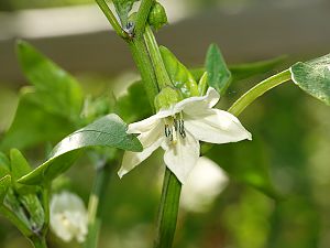 Jalapeno