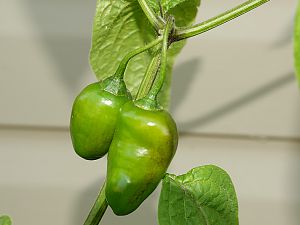 Rocoto Mini Red