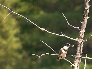 Belted Kingfisher / Gürtelfischer