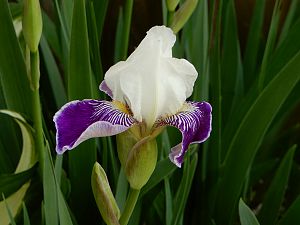 Iris