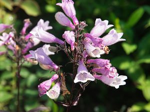 2018_06_09_penstemon2