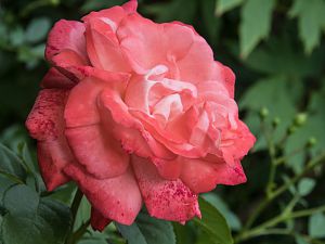 2018_06_08_rose1