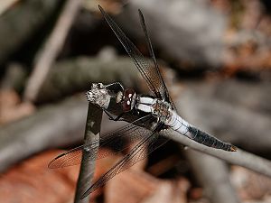 Chalk-fronted corporal