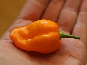 20180602-bhut-golden-HM6C2705