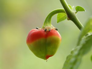 20180609-bhut-jolokia-HM6C2800